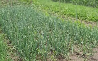 Casa de vanzare Luncasi - Poză 5