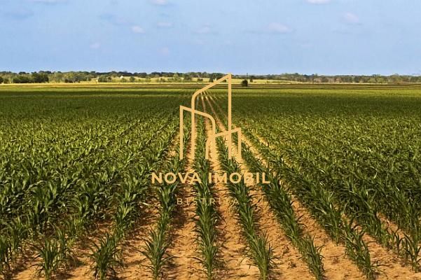 Teren Agricol Domnesti - Bistrita Nasaud - Poză 2