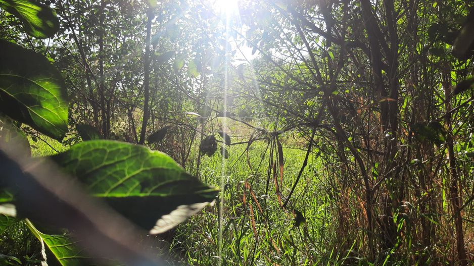 Exclusivitate! Casa în Zona Dâmbul Rotund, 3046mp teren. - Poză 3