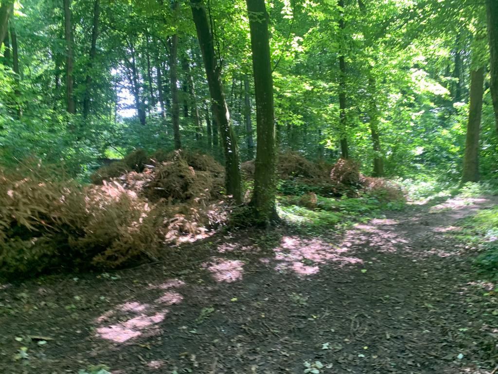 192842 mp teren in Padurea Baneasa proiect exclusivist - Poză 20