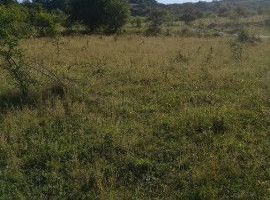 Teren de vânzare în Florești, zonă cu verdeață și pădure. - Poză 1