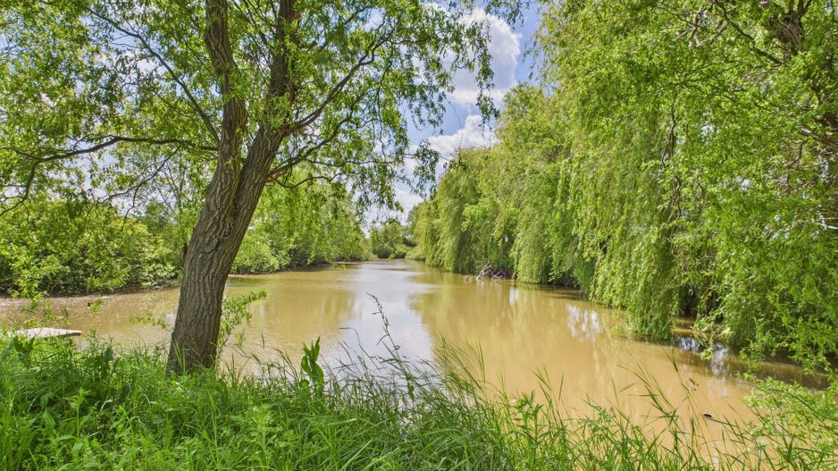 Teren cu baltă- oportunități multiple la Fibiș - Poză 9