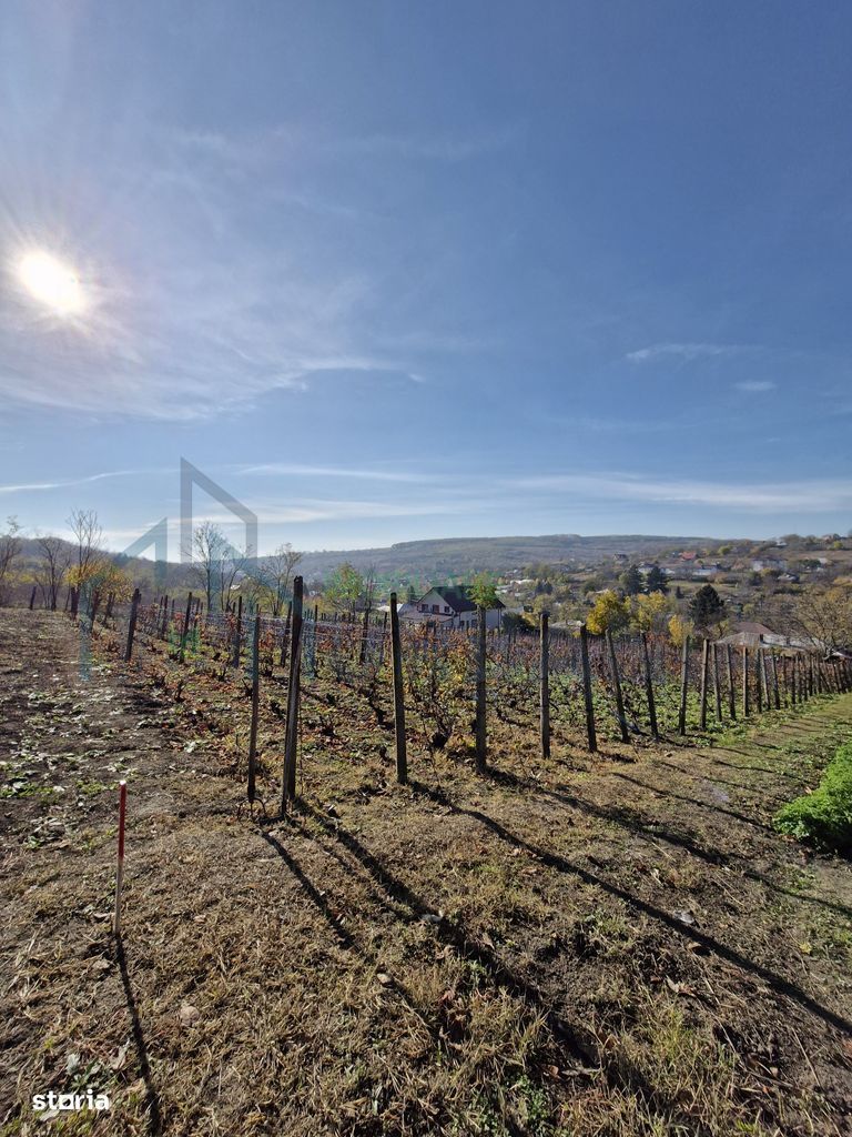 Teren Intravilan 708 mp, Rediu - Acces Privat Exclusiv - Poză 2