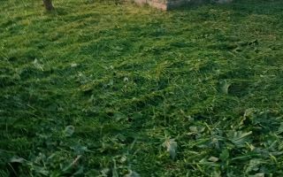 Casă nelocuibila cu teren Sculeni! - Poză 6