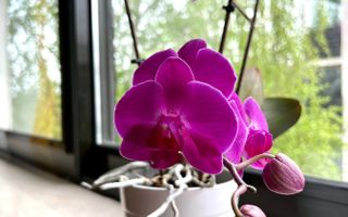 3 camere premium cu balcon generos | Natura Residence Băneasa - Poză 16