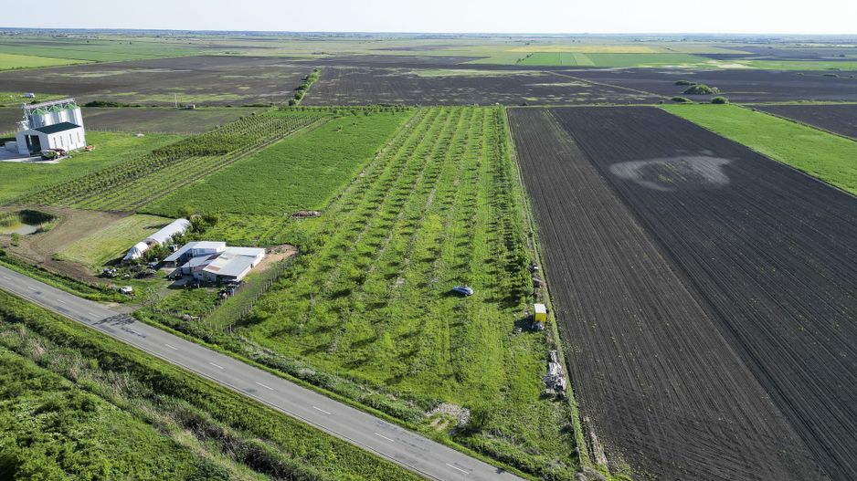 Livadă de nuci și pruni 2.4ha în Variașul Mare - Poză 13