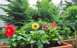 Apartament 3 camere zona Traian - Poză 22