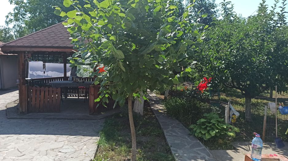 vila indiv+1198mp teren/pe DN4(sosBucuresti) in Frumusani/jud.Calarasi - Poză 93