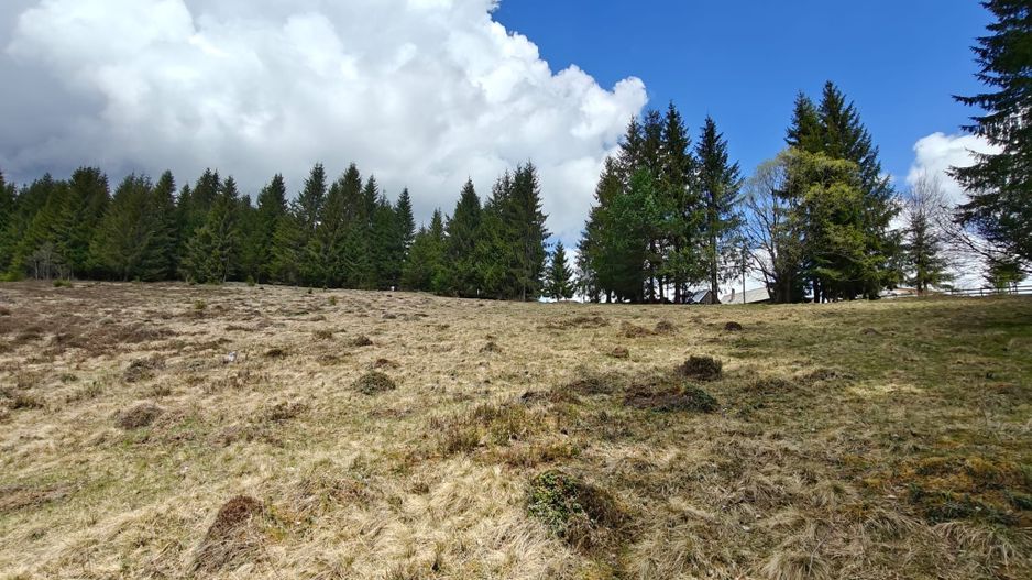 Teren intravilan, 1500 mp, Dealu Botii, com Belis, Comision 0 - Poză 1