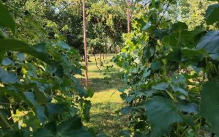 de vanzare casa in Satu Mare strada Bradului - Poză 9