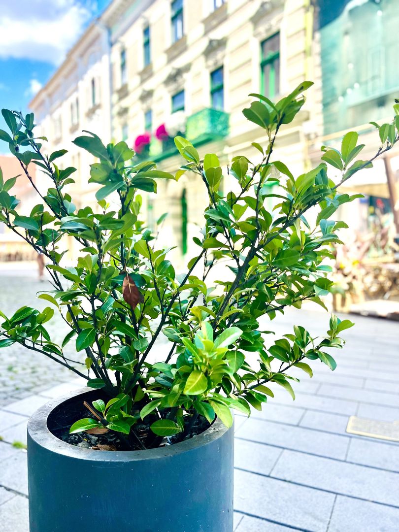 Apartament 2 camere, renovat, in Piața Unirii - Poză 20