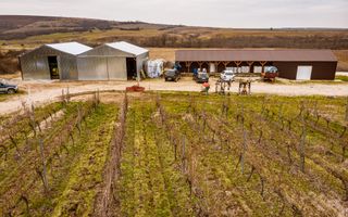 Vie de 115 Hectare în satul Dud, județul Arad - Poză 2