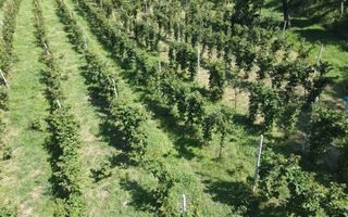 Ferma agricola, plantatii de mure, trandafiri, vita-de-vie - Poză 3