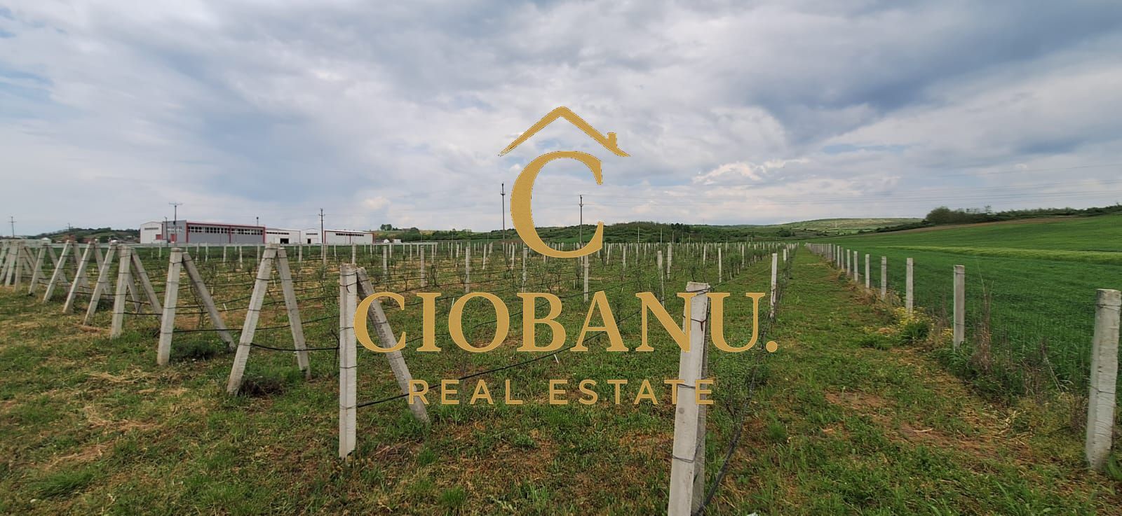 Teren intravilan cu PLANTATIE DE GOJII de vanzare in Racari - Poză 17