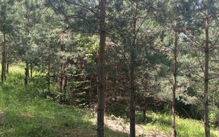 Teren cu priveliste,Mun. Sacele-Livezii - Poză 5