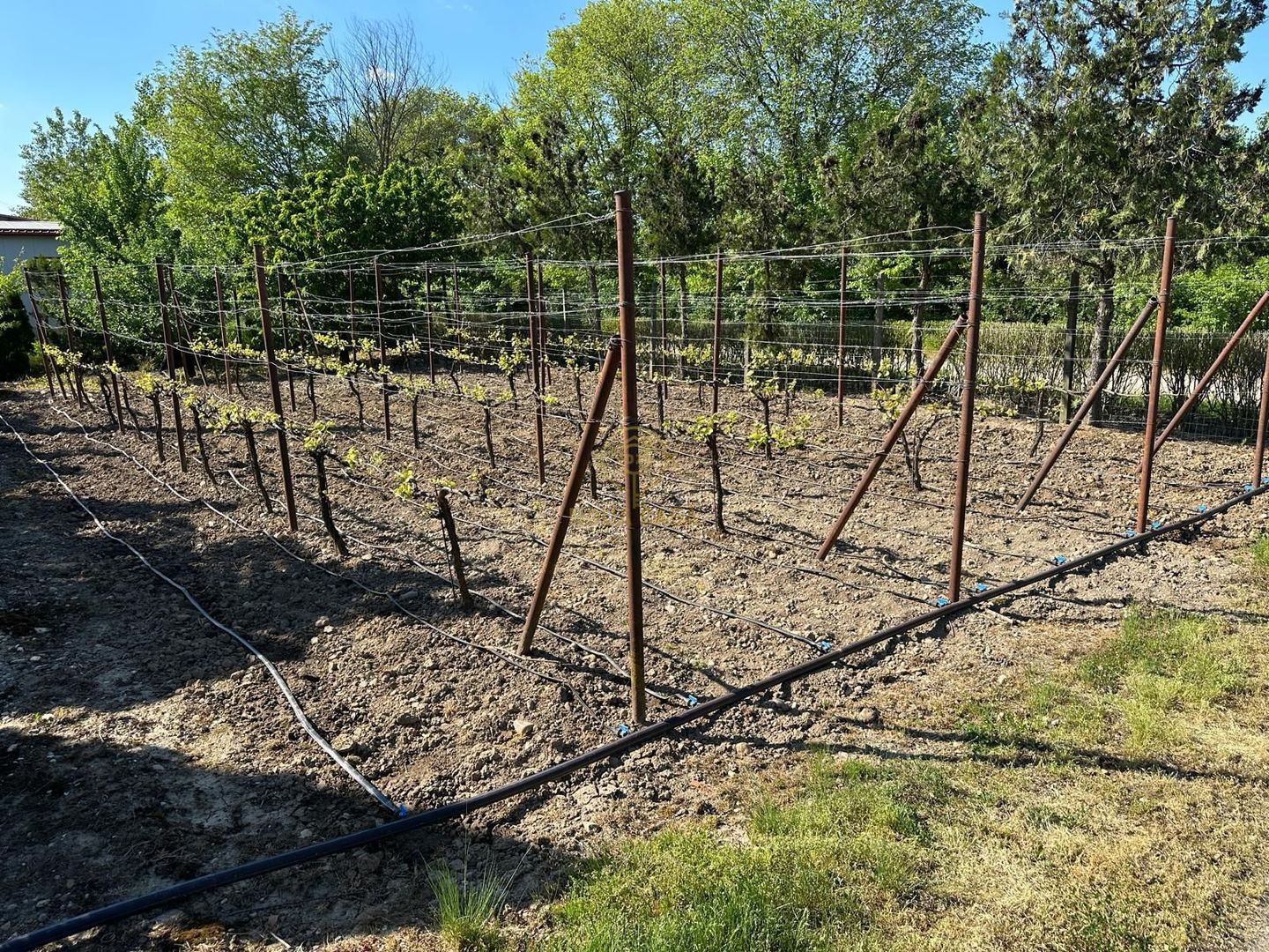 De vanzare Teren 20000MP cu sere/solarii și plantații - Poză 15