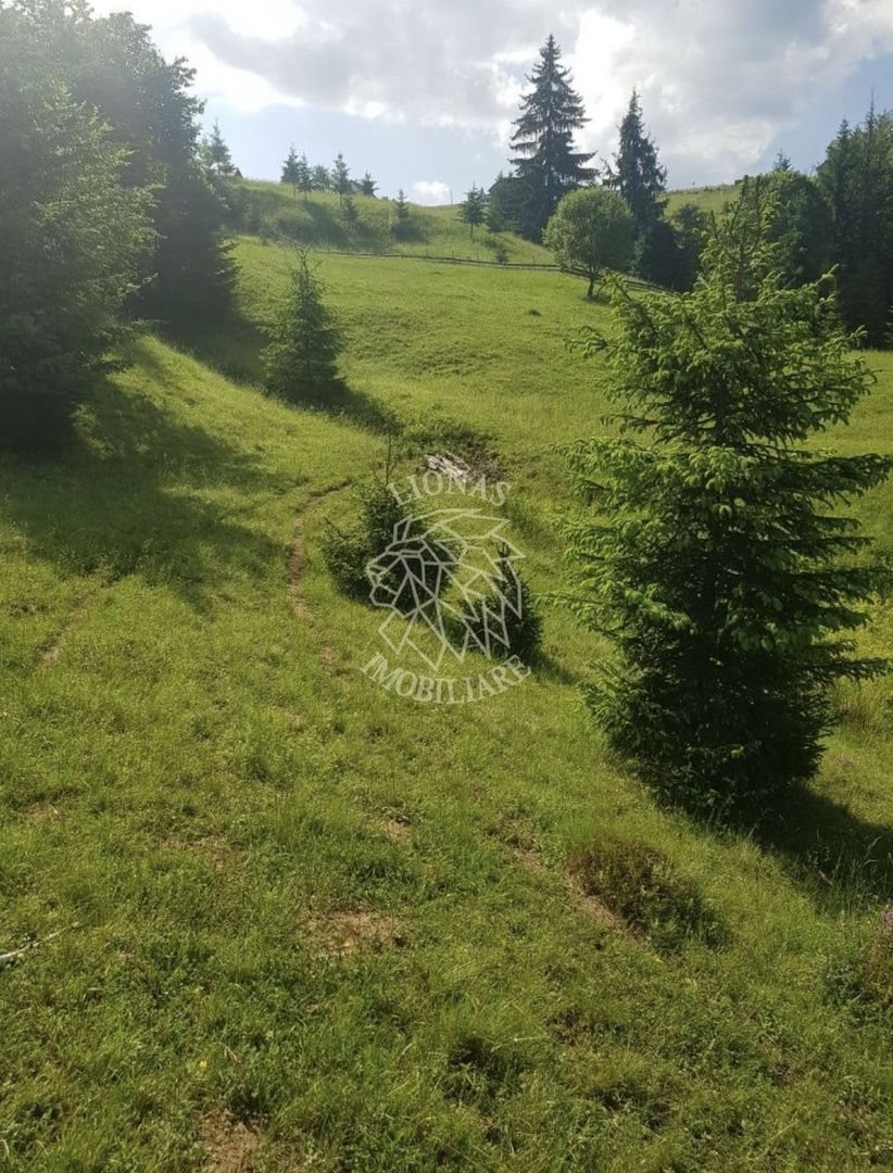 Teren 2,3ha si Padure 1ha-zona deosebita-Pasul Tihuta-EXCLUSIV - Poză 2