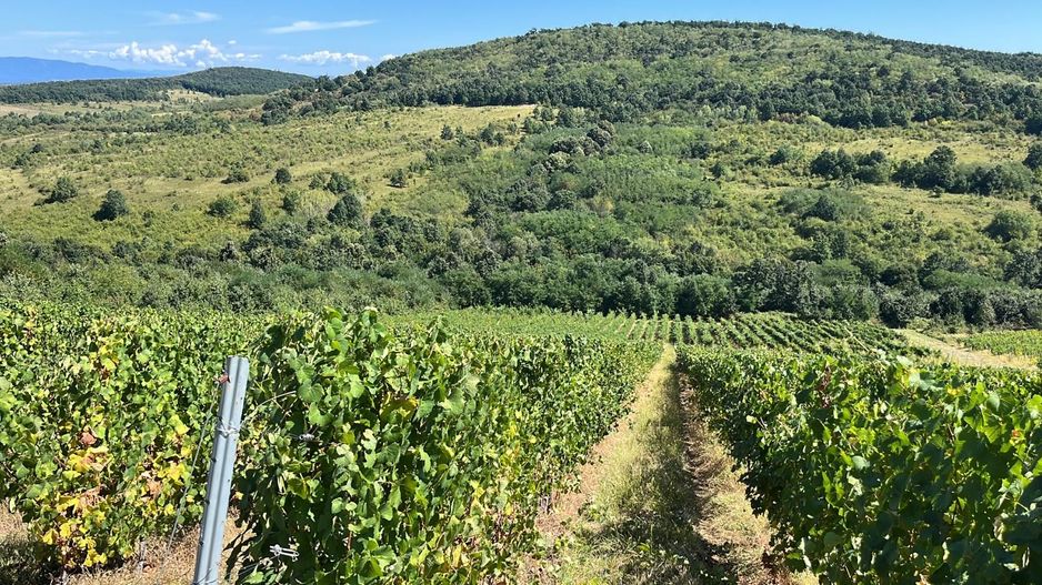 Vie de 115 Hectare în satul Dud, județul Arad - Poză 3