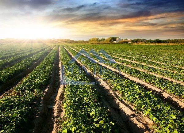 TEREN DE VANZARE - Poză 1