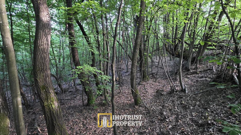 Pădure și pășune de vânzare 8,2037 ha Borod, Bihor - Poză 9