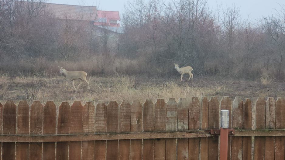 AZURA Imobiliare - Casa la cheie Mosoaia - pret de apartament! - Poză 10