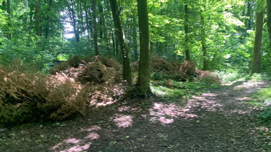 192842 mp teren in Padurea Baneasa proiect exclusivist - Poză 20