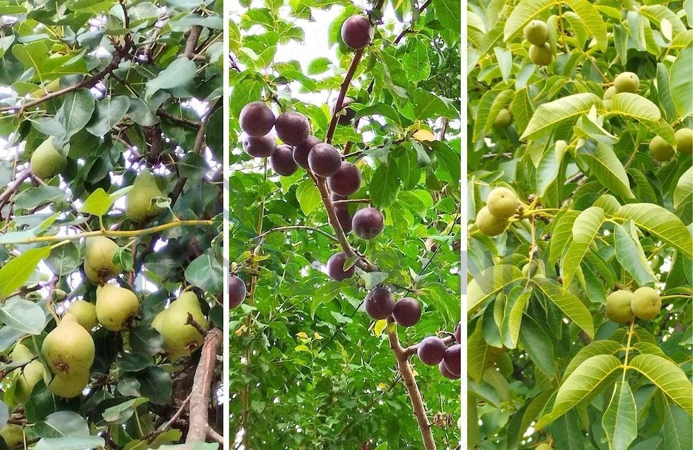 Casă de vânzare   106 mp utili, teren 2700 mp   capăt Copou, Iași - Poză 6