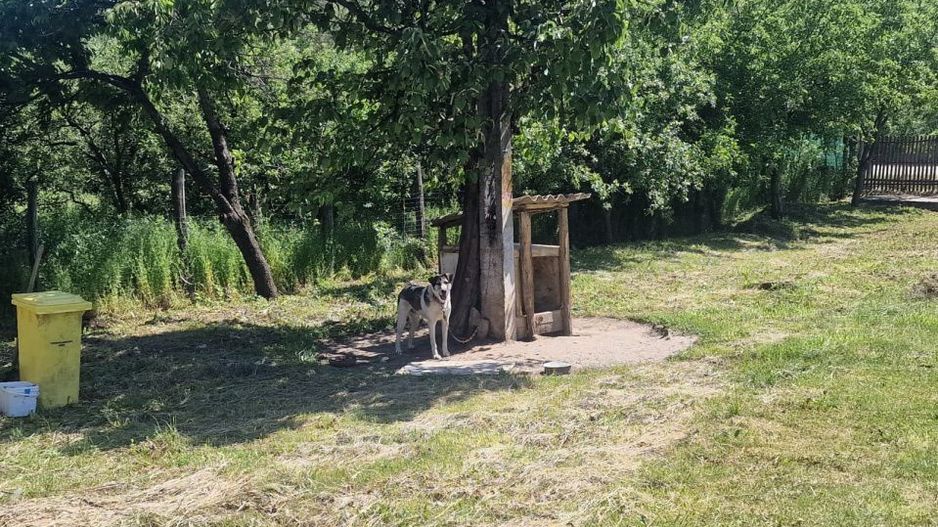  Proprietate în Comuna Botești, Județul Argeș – Zonă Pitorească și Liniștită ! - Poză 20