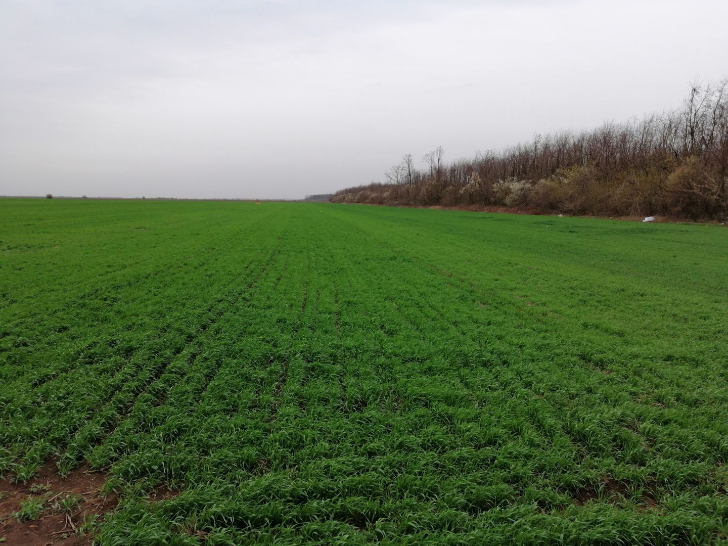 Teren extravilan localitatea Afumati - Poză 4