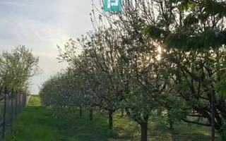 Casă cu 4 camere și teren de 5538 mp în Macea - Poză 21