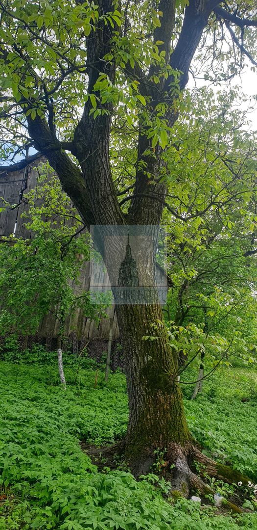 Casă bătrânească de vânzare în Tărlungeni - Poză 4