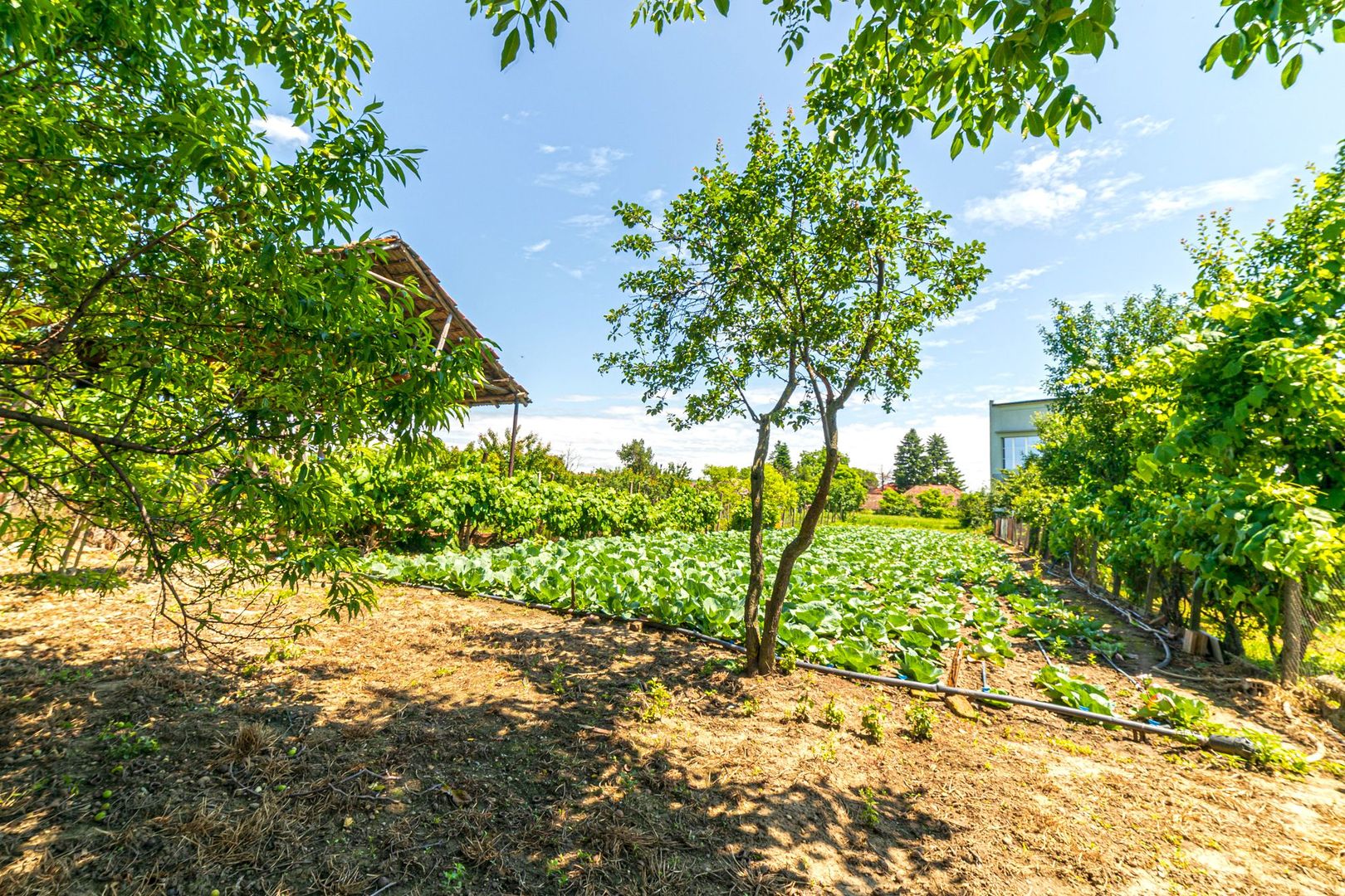 Vândută Casă cu 4 camere Pâncota - Poză 17