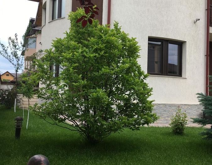 Bragadiru, vila individuala , 8 camere, piscina exterioara - Poză 8