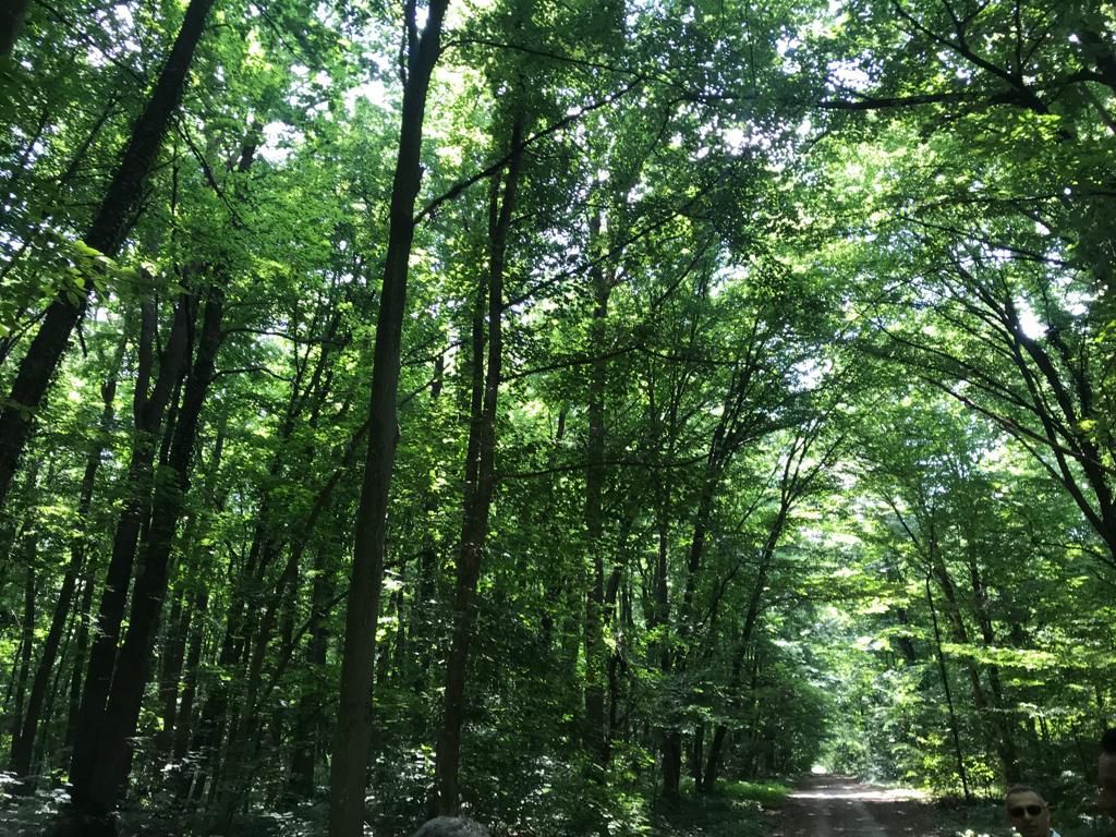 192842 mp teren in Padurea Baneasa proiect exclusivist - Poză 19