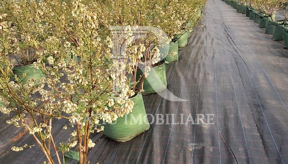Afacere agricolă la cheie | Plantație afine | Solarii | 18.800 mp - Poză 4