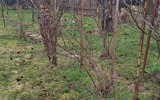 Casa cu teren generos in zona Gheorgheni - Poză 10