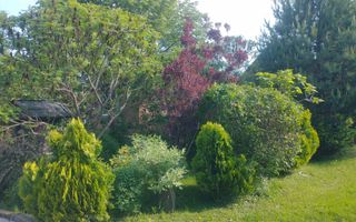 Casă de vânzare în Bazna | 0,75 ha teren | 3 CF - Poză 6