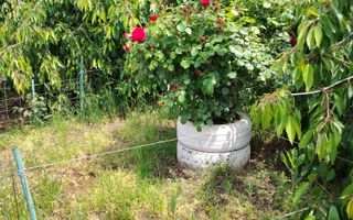 Casa Ciocanesti Cretu - 2 camere cu teren 2539 mp  - Jud. Dambovita - Poză 45