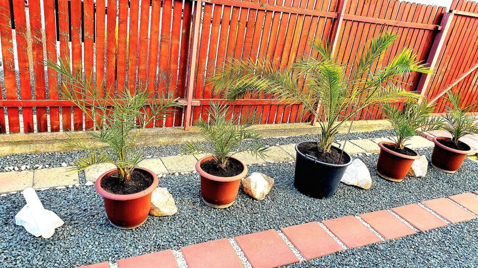 Casa individuala - Dumbravita - Poză 15