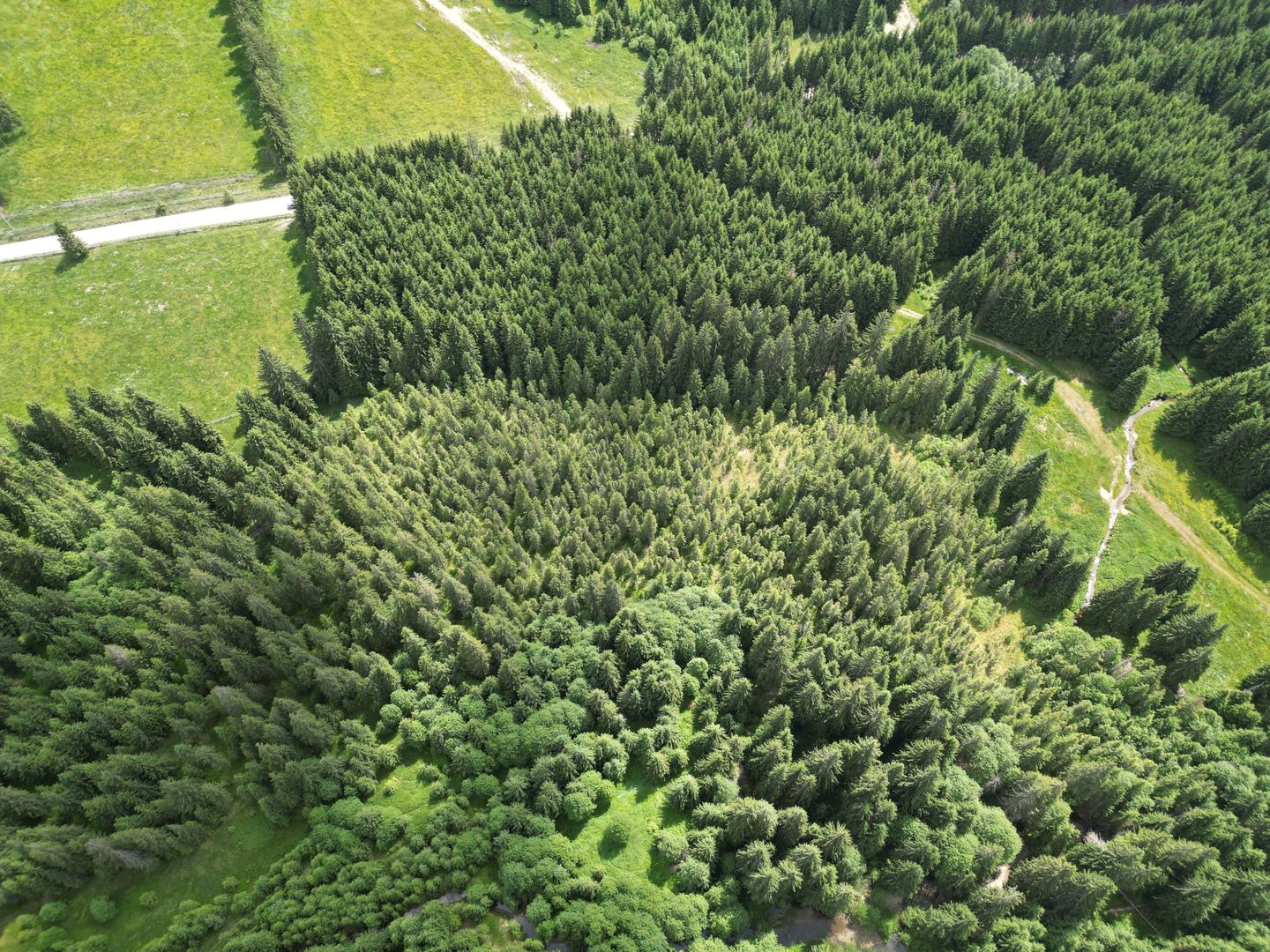 Teren extravilan 5000 MP Comandau - Poză 12