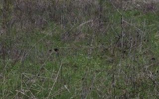 Teren extravilan de vanzare, Bucium, Iasi - Str. Boiangiu, vizavi de Carter Vile Teh Construct - Poză 2