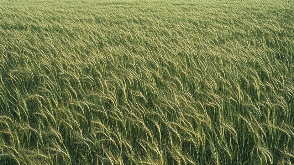 Fermă Agricolă Activă – 1.450 ha - Nord Est Romania - Poză 5