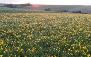 Teren arabil de 630 hectare în Galați - Poză 1