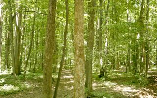 Ocazie ! PIPERA - padurea Baneasa, 7 Ha. in apropiere de Rez. Oxford - Poză 3