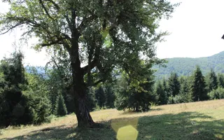 Poiana Sohodol I 5600 MP I Trei corpuri cladiri I Utilitati - Poză 63