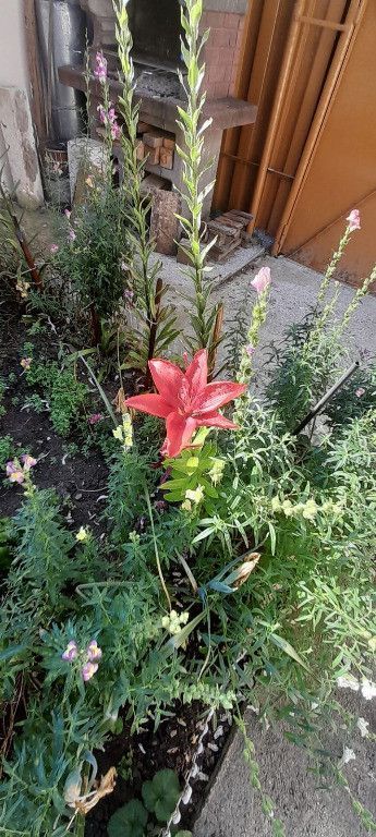 Dristor, Piata Ramnicu Sarat, casa - Poză 14