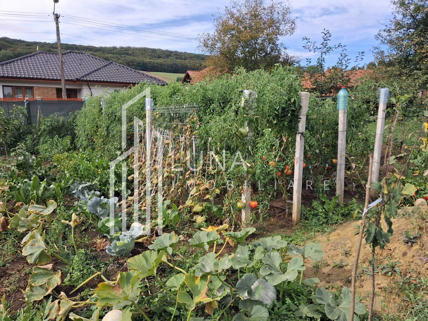 Teren intravilan, 938 mp, zona Remetea - Poză 6