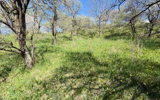 Teren 2500 mp Sohodol - Poză 9