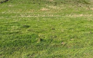 Teren 3300 mp-investitie, case de vacanta, agricultura-Valea Sigmirului - Poză 3