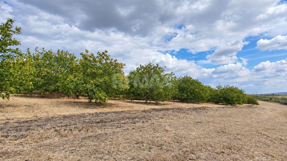 LIVADĂ DE NUCI – 24,5 HA | ȚÎNȚĂRENI, ANENII NOI - Poză 9